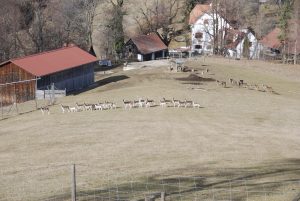 deer farm Gut Jägerhof
