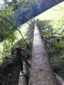 branch cutting Gut Jägerhof