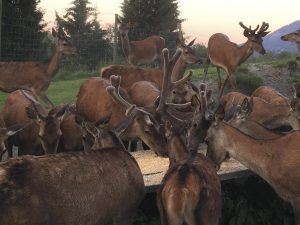 deer farm Gut Jägerhof