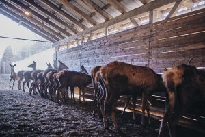 red deer farm Gut Jägerhof