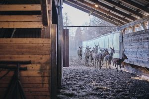 red deer farm Gut Jägerhof