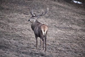 deer farm Gut Jägerhof