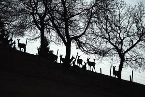 deer farm Gut Jägerhof