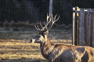 red deer farm Gut Jägerhof