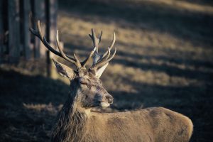 deer farm Gut Jägerhof
