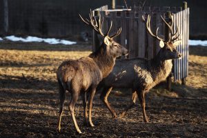 deer farm Gut Jägerhof