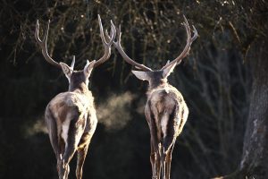 deer farm Gut Jägerhof