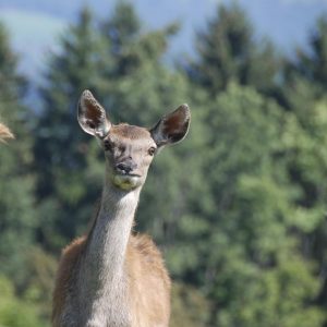 deer farm Gut Jägerhof