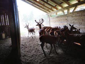 deer farm Gut Jägerhof