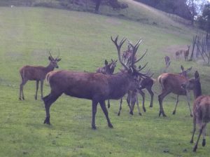 deer farm Gut Jägerhof
