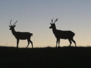deer farm Gut Jägerhof