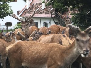 deer farm Gut Jägerhof