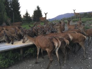 deer farm Gut Jägerhof